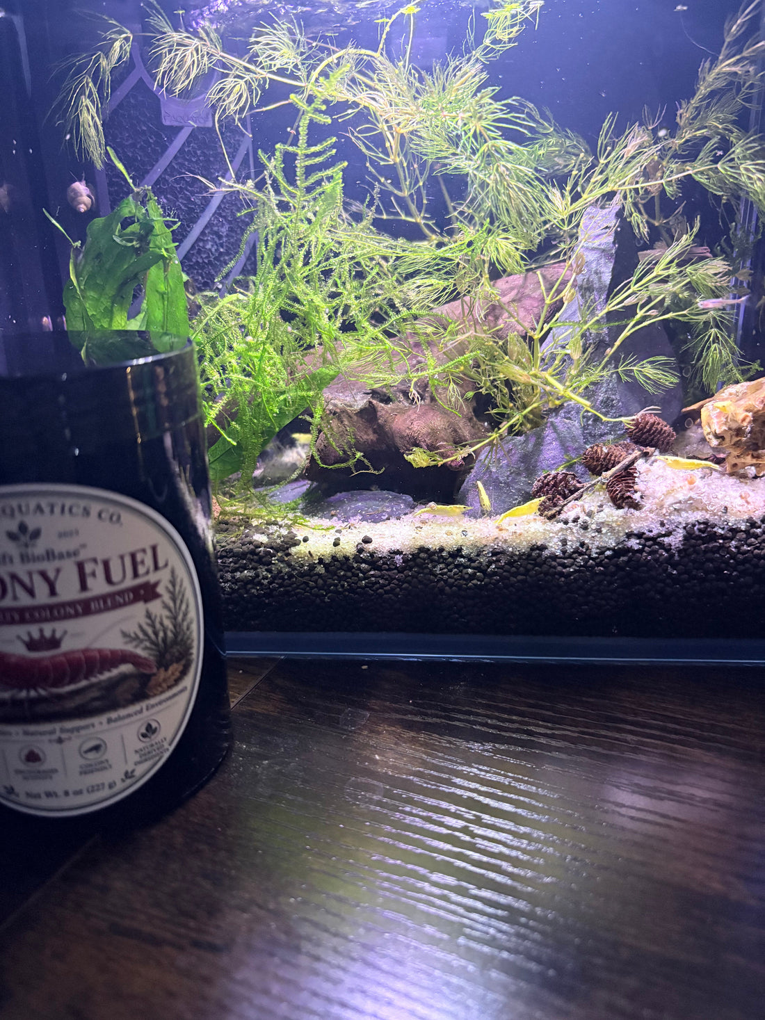 Creating a Natural Aquarium Environment