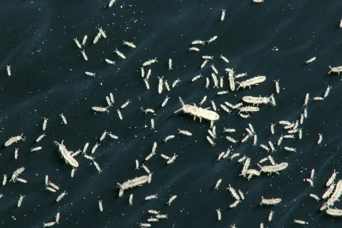 Why Springtails Are More Than Just a Cleanup Crew