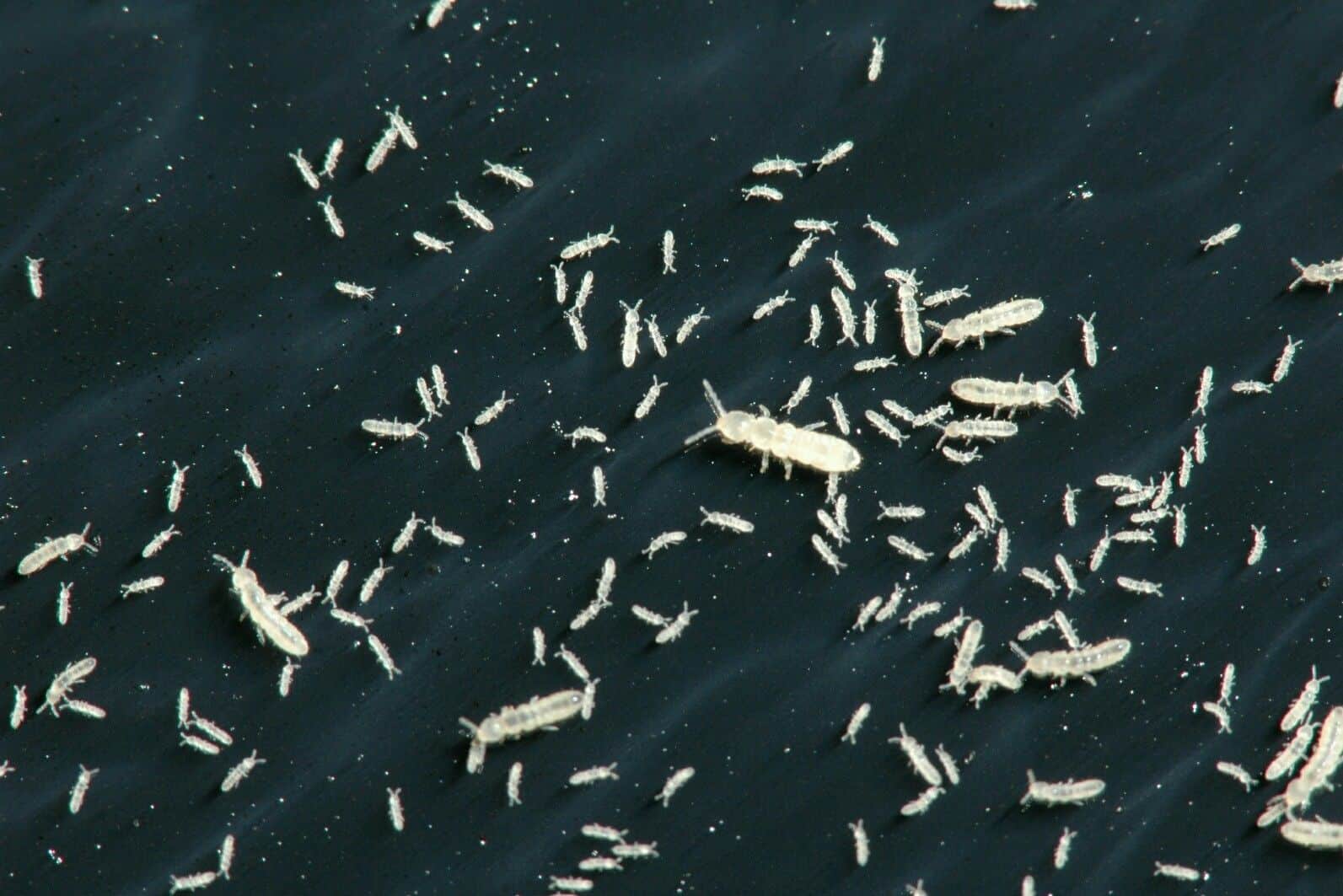 Why Springtails Are More Than Just a Cleanup Crew