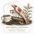 Caffeinated Shrimp Sticker - Drift ( 3 x 3 )