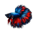 Betta Fish  Sticker - Drift ( 3" X 2" 1/2"  )