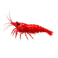 Cherry Shrimp Sticker - Drift ( 3" X 1" )
