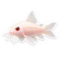 Albino Corydoras Sticker - Drift ( 3" X 2" )
